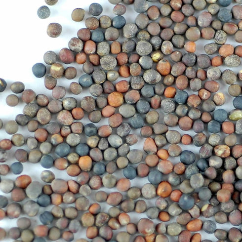 Organic Broccoli Sprouting Seeds by Handy Pantry, 4 oz. Resealable Bag