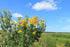 (100g) Health Embassy Tansy Herb | Tanacetum Vulgare L | Herbal Tea