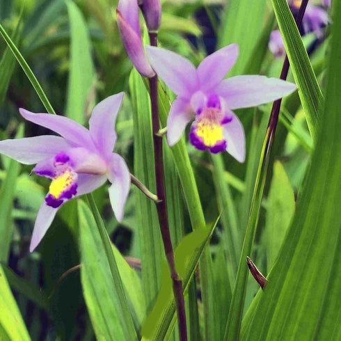 4 Inch Beltilla Yokohama Kate - Terrestrial Ground Orchid - Live Plant - Fragrant Purple Flower - Emerald's - Starter