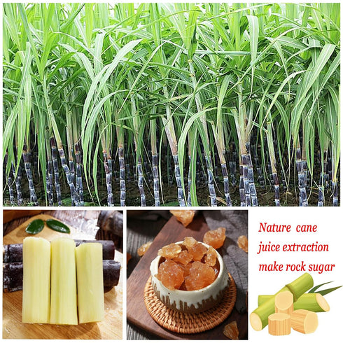 QuvgnEther 350g/12.35oz Large Sized Yellow Rock Sugar Made of Cane Rock Sugar for Pho & Cooking
