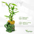 3-Stalk Set 6'' 6'' 8'' Lucky Bamboo with Pebbles in Elephant Coin Plate Pot Live Plant for Positive Energy
