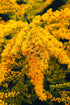 1.05oz/30g Goldenrod Tea Herb - Natural, Cut & Dried Solidago Virgaurea - Net Weight: