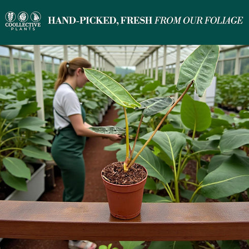 2 CoollectivePlants Philodendron Billietiae Croat Live Plant in Grower Pot Rare Indoor Houseplant, Easy Care Tropical