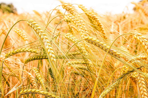 12 Food to Live Barley Flour, Ounces Fine Powder, Kosher, Vegan, Bulk. Rich in Fiber. Wheat Flour Alternative. Great