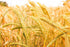 12 Food to Live Barley Flour, Ounces Fine Powder, Kosher, Vegan, Bulk. Rich in Fiber. Wheat Flour Alternative. Great