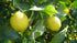 5lbs Fresh Organic Lemons from California Farm - - Just-Harvested Non-GMO Unsprayed Unwaxed Uncoated Veganic