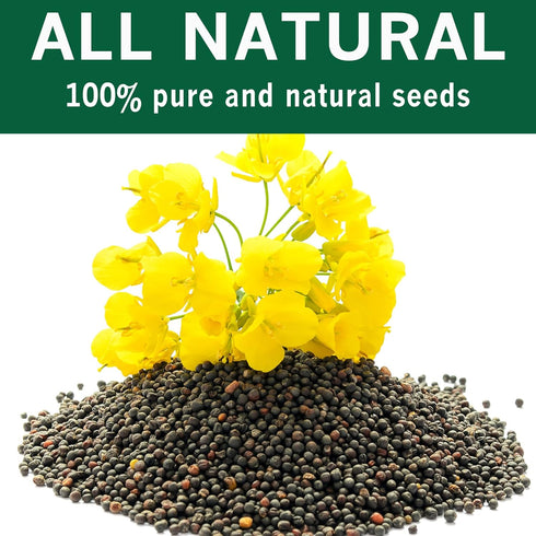 8 oz, SPICES VILLAGE Black Mustard Seeds, Whole Mustard Spice for Pickling and Chutney, Kosher, Gluten Free, Non GMO