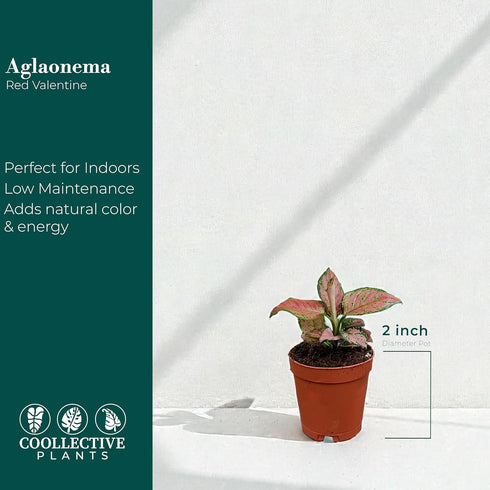 2" CoollectivePlants Aglaonema Red Valentine Live Plant in Growers Pot Chinese Evergreen, Indoor Low Maintenance