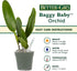 4" 6-12 Better-Gro Cattleya Hybrid RLC. Goldenzelle 'Lemon Chiffon, Live Plant, Blooms in Months with Proper Care