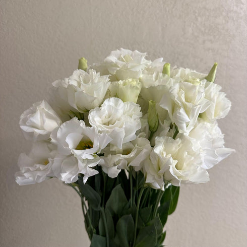 10 Stems Grade A White Lisianthus Fresh Cut Flowers Bouquet for Home Decor, Birthdays Anniversaries Healing Sympathy