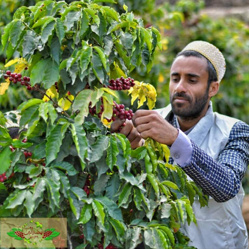 Al-Aqeeq Whole Bean Yemen Coffee - Haraaz Region, Specialty Organic Arabica, Low Acid Medium Roast, Freshly Roasted