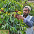 Al-Aqeeq Whole Bean Yemen Coffee - Haraaz Region, Specialty Organic Arabica, Low Acid Medium Roast, Freshly Roasted