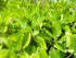 Ceylonwood Herbals 100g Organic Kalanchoe pinnata Leaves Powder (Bryophyllum Pinnatum), Miracle leaf air plants Herbal