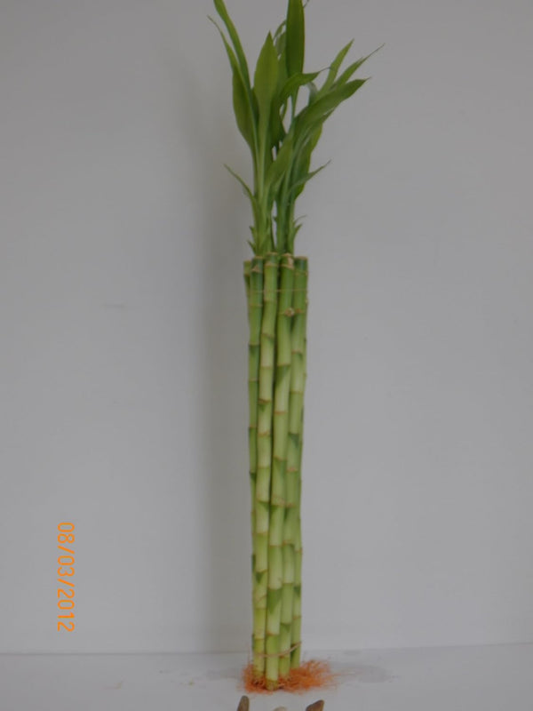 greenviewusa 10 Stalk of 18" Straight Lucky Bamboo
