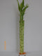 greenviewusa 10 Stalk of 18" Straight Lucky Bamboo