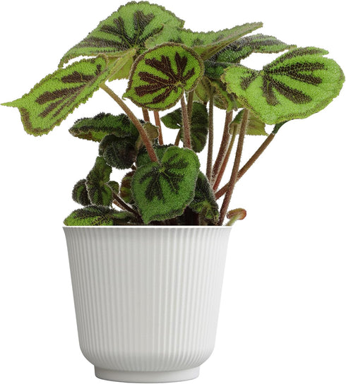 Begonia Masoniana Rock, Live Houseplant Decor in 6" White Pot, Textured Leaves,