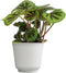 Begonia Masoniana Rock, Live Houseplant Decor in 6" White Pot, Textured Leaves,