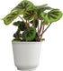 Begonia Masoniana Rock, Live Houseplant Decor in 6" White Pot, Textured Leaves,