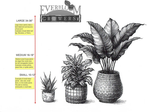 5 Live ZZ Plant in White Duo-Tone Decorative Metal Pot | Indoor Houseplant, Easy Care| Low Maintenance Plant