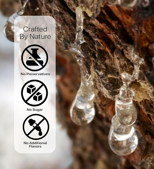 Cerez Pazari Natural Mastic Gum - 0.88 oz (25g) Greek Chios Pure Resin, Sugarless Vegan Gum Made from Mastiha Trees