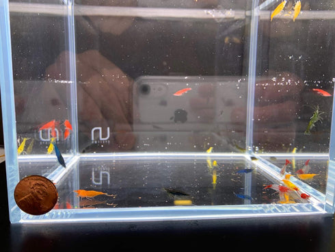 Aqua Huna 10 Pack Assorted Neocaridina davidi Shrimp