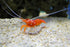 Aquatic Foods Inc. 17 GB-50-16oz/1-lb Gourmet Blend - Ultra Blend, Freshwater Shrimp, Bottom Fish, Crayfish, Snails