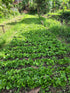 5 lb) Tesoros Del Pais Green Unroasted Coffee Beans Ahuachapan, El Salvador Single Estate High Elevation (Honey washed