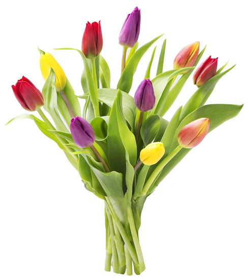 KaBloom Flowers - Mother's Day Collection - Assorted Bouquet of 10 Tulips