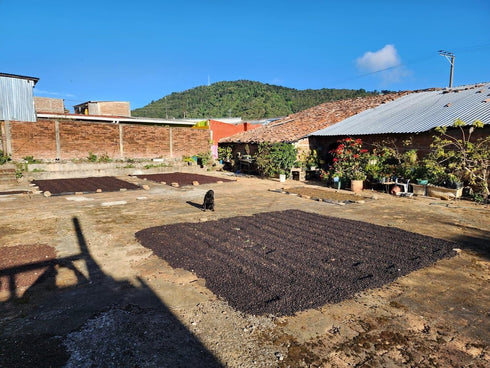 5 lb) Tesoros Del Pais Green Unroasted Coffee Beans Ahuachapan, El Salvador Single Estate High Elevation (Honey washed