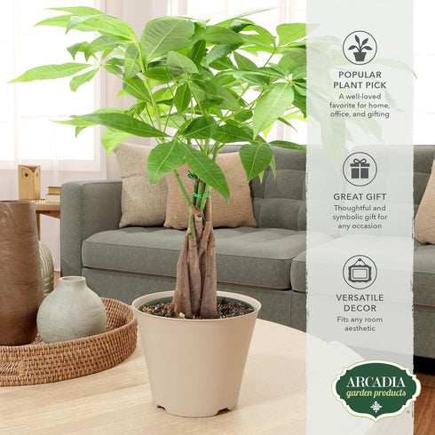 Arcadia Garden Products LV64 6-inch, Live Braided Money Tree Pachira Aquatica Indoor Houseplant in Arcadia Garden