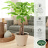 Arcadia Garden Products LV64 6-inch, Live Braided Money Tree Pachira Aquatica Indoor Houseplant in Arcadia Garden