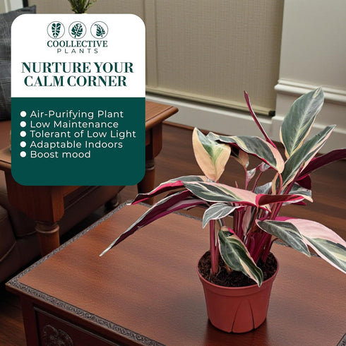6" CoollectivePlants Stromanthe Triostar Live Plant in Pot Tricolor Indoor Houseplant, Pink Green White Variegated