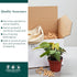 4" CoollectivePlants Philodendron Mican Live Plant in Growers Pot Easy Care Indoor Houseplant, Low Light Friendly