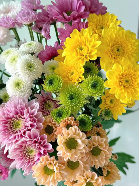 20 Stems Fresh Cut Random Mixed Color Daisy Flowers Long Blooming Period Hydroponic Flower Arrangement Suitable