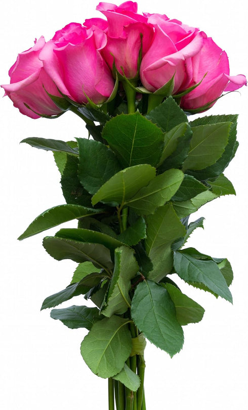 Flower Explosion 12 Stems - Fresh Cut Hot Pink Topaz Rose Bouquet from