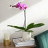 20-24" Purple Phalaenopsis Live Orchid Plant Lover Gift & White Orchid Pot, Tall, Live Plant Gift, Fresh Orchids Plants