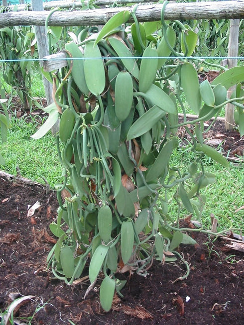 Vanilla Products USA 10 Extract Grade B Vanilla Beans, 4~5 inches (12~14 cm)