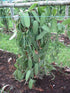 Vanilla Products USA 25 Extract Grade B Vanilla Beans – 4~5 inches (12~14 cm)
