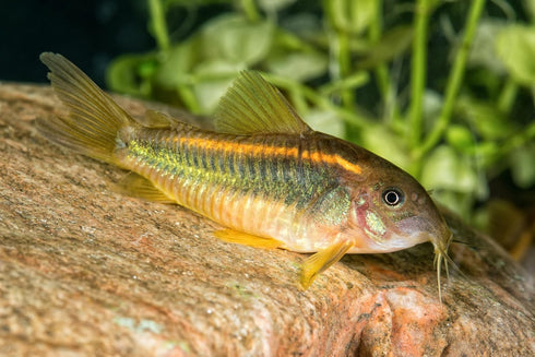 Aquaticblendedfoods A442 (6oz) Ultra Bottom Feeder Food Mix Shrimp/Worm Wafers Catfish Pleco Loaches