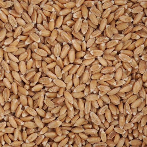1.5 Spelt Berries, Pound Bulk Bag, Hampton Distribution