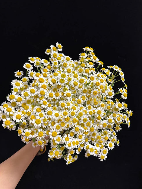 15 Stems Chamomile Daisy Fresh Cut Flowers Perfect for Home Decor Birthdays Anniversaries Healing Sympathy Friendship