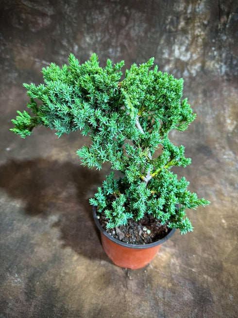 Generic 4" PLANTVERS Juniper Procumbens in a Grow Pot Live Bonsai Tree Dwarf Japanese Garden Bonsai Indoor/Outdoor