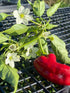 200ml, 6.7oz Springs Fireplace Tesuque Hot Sauce - Small batch, Farmer grown, Tesuque, Everyday, Hot Sauce, Medium