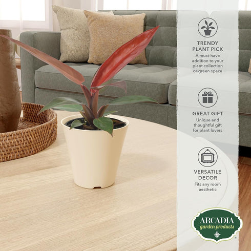 Arcadia Garden Products 4-inch, Live Sun Red Philodendron Rare Indoor Houseplant in Plastic Pot, Tropical Plant