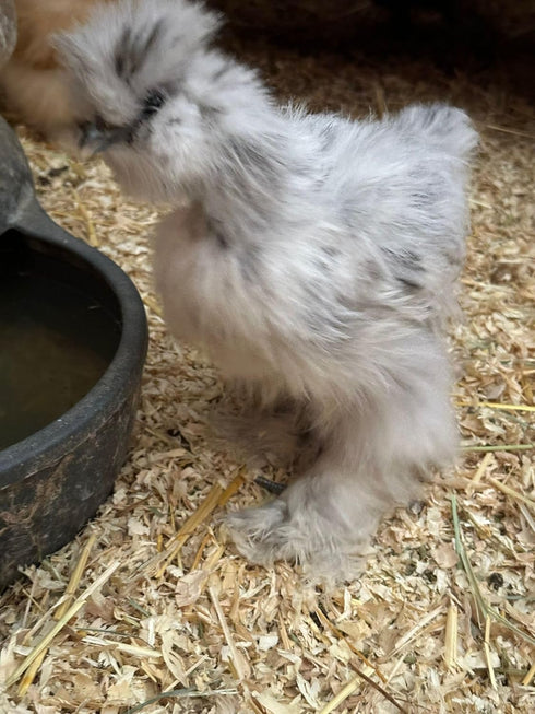 Generic (3) SILKIE HATCHING EGGS FRIZZLE SHOW GIRL SATIN