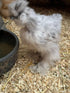 Generic (3) SILKIE HATCHING EGGS FRIZZLE SHOW GIRL SATIN