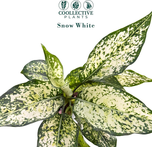 4" Aglaonema Snow White Live Plant in Pot Spring Snow Indoor Houseplant, Pet Friendly, Easy Care, Low Maintenance