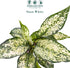 4" Aglaonema Snow White Live Plant in Pot Spring Snow Indoor Houseplant, Pet Friendly, Easy Care, Low Maintenance
