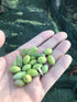 2020 Oregano Flavored Extra Virgin Olive Oil - Cold Fused - Organic - NonGMO - Paleo - Keto - Single Sourced - No