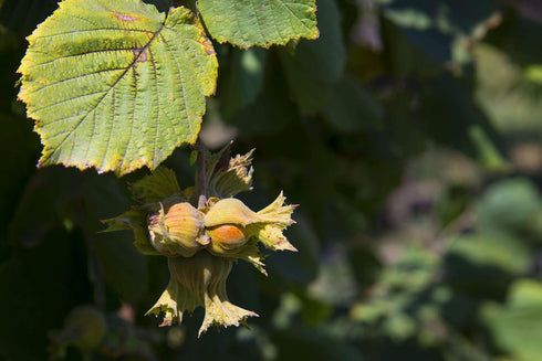1 Filberts, Food to Live Organic Blanched Roasted Hazelnuts, Pound Non-GMO, Dry Roasted No Skin, Whole Nuts, Unsalted